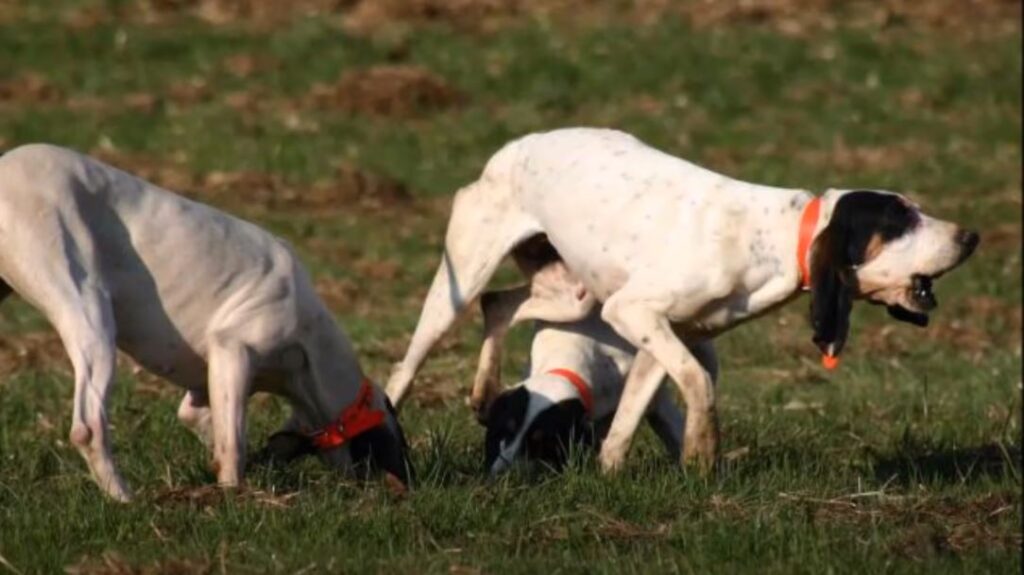 perro de caza Sabueso del Ariege