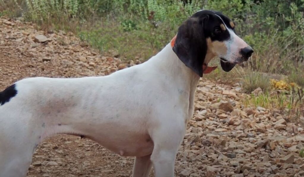 perro de caza Sabueso del Ariege