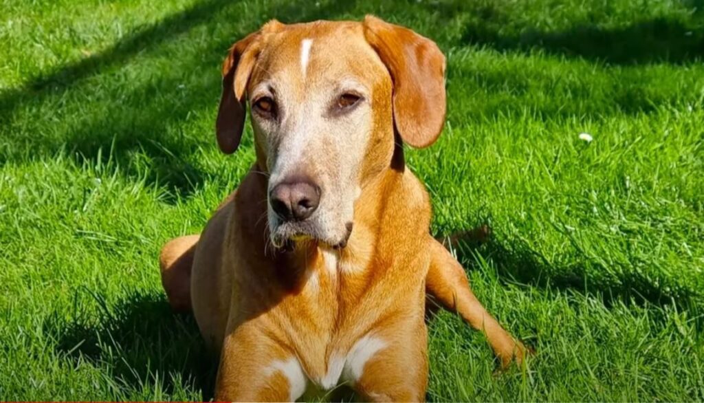 perro de caza Sabueso del Valle de Save