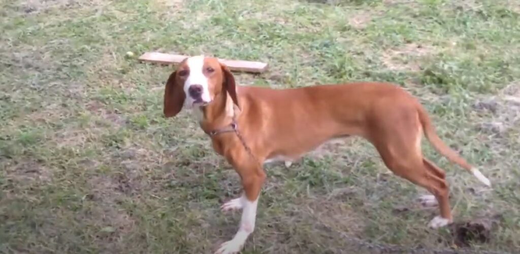 perro de caza Sabueso del Valle de Save