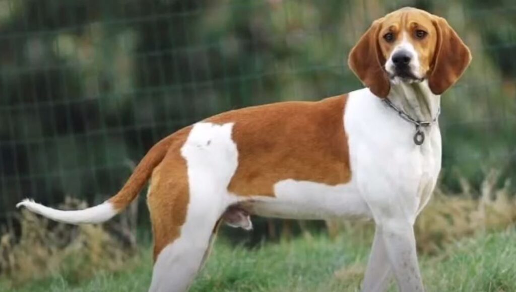 perro de caza Sabueso francés blanco y naranja