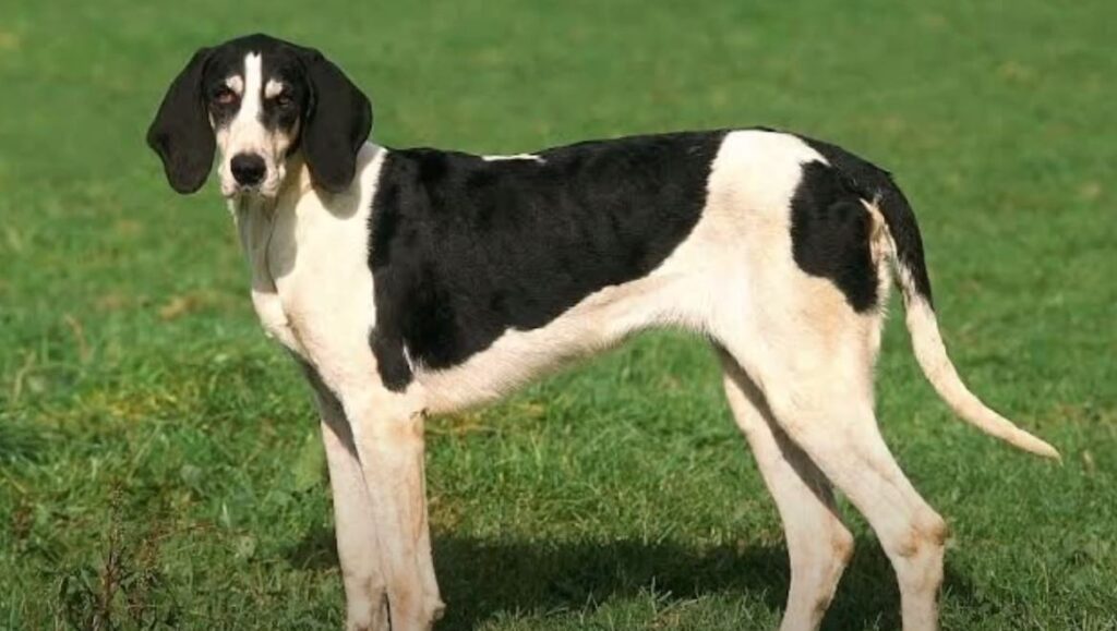 perro de caza Sabueso-francés-blanco y negro