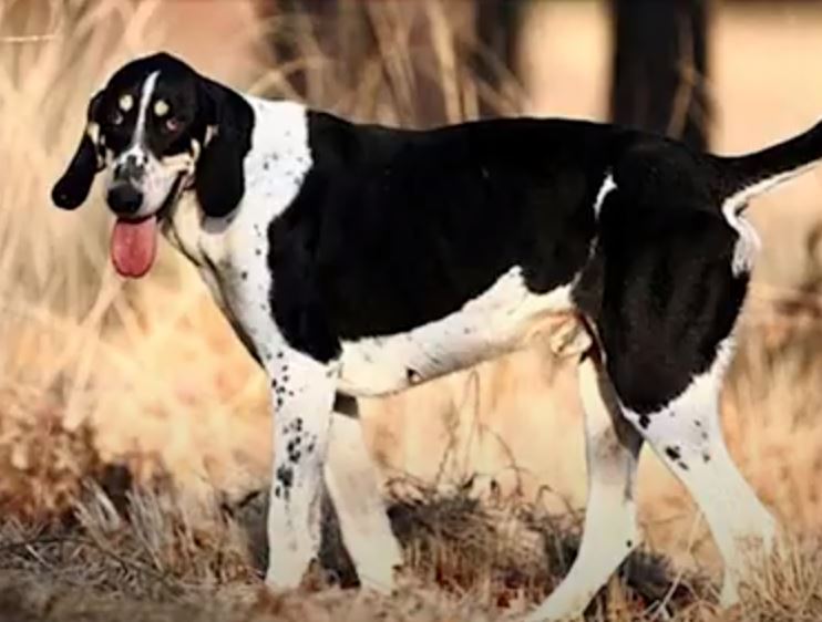 perro de caza Sabueso francés blanco y negro
