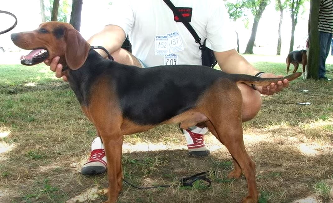 perro de caza Sabueso serbio