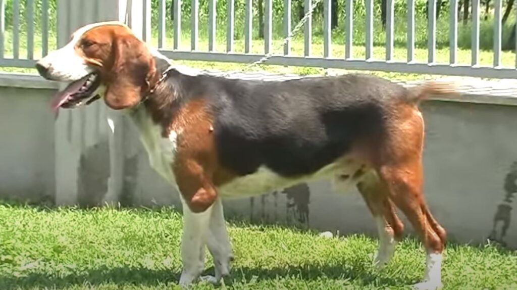 perro de caza Sabueso tricolor serbio
