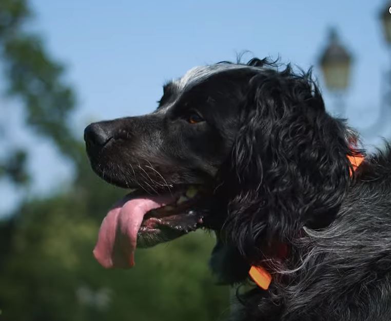 perro de caza Spaniel azul de-Picardia