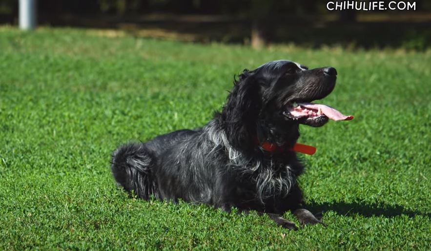 perro de caza Spaniel azul de Picardia