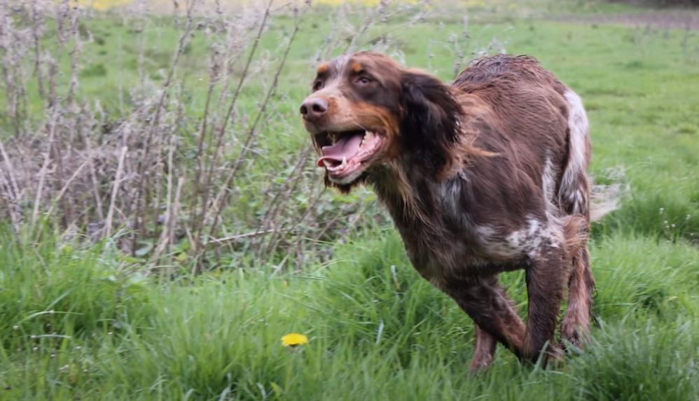 perro de caza Spaniel-picardo