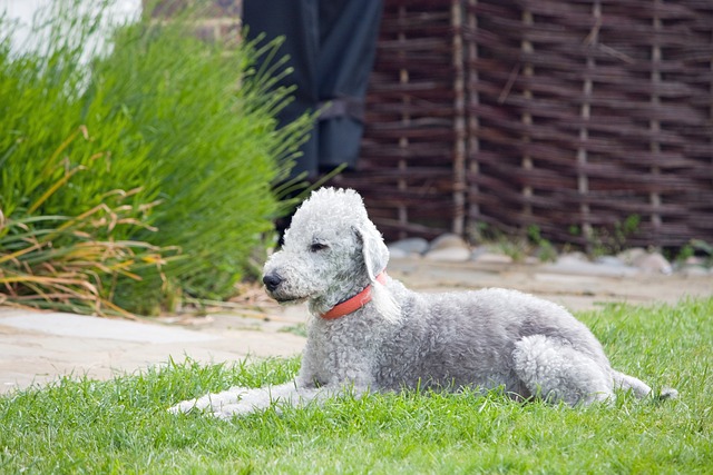 perro de caza bedlington-terrier