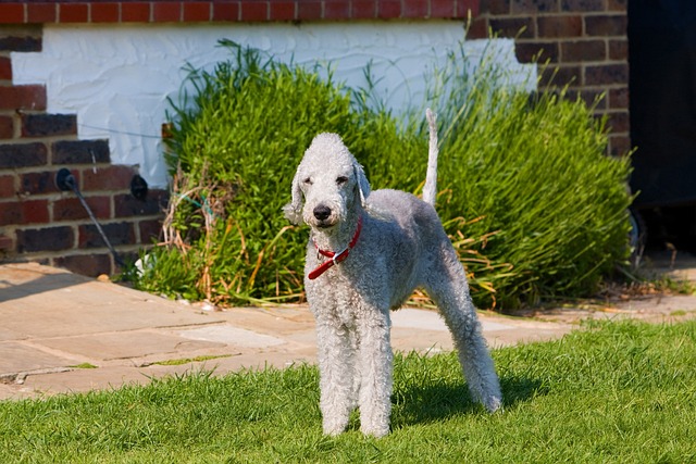 perro de caza-bedlington-terrier