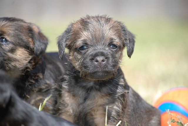 perro de caza border-terrier cachorro