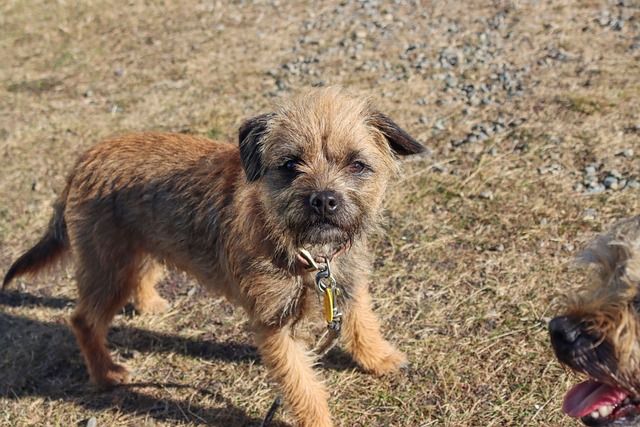 perro de caza-border-terrier