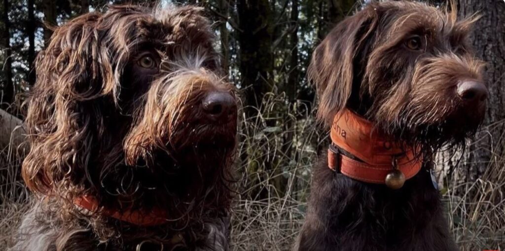 perro de caza braco aleman de pelo cerdoso