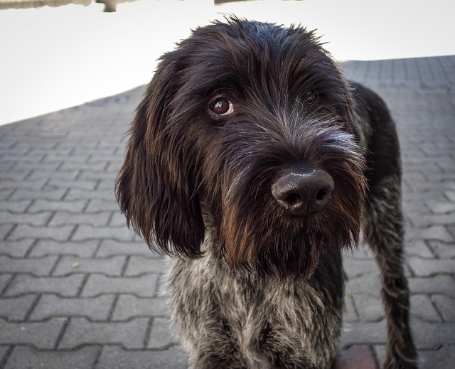 perro de caza braco aleman de pelo-duro