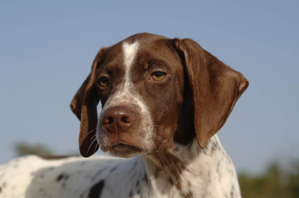 perro de caza braco frances tipo-pirineos