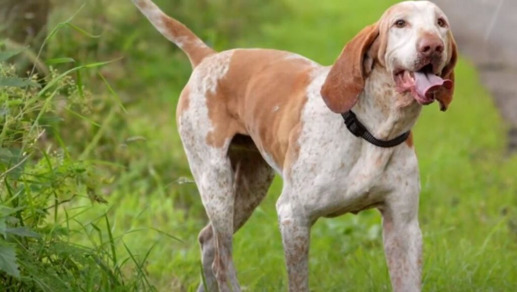 perro de caza-braco-italiano