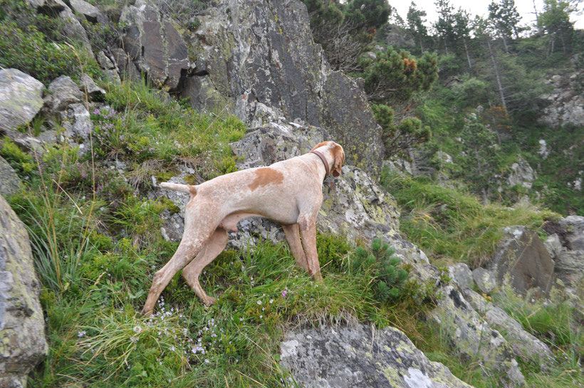 perro de caza-braque-de-lariege
