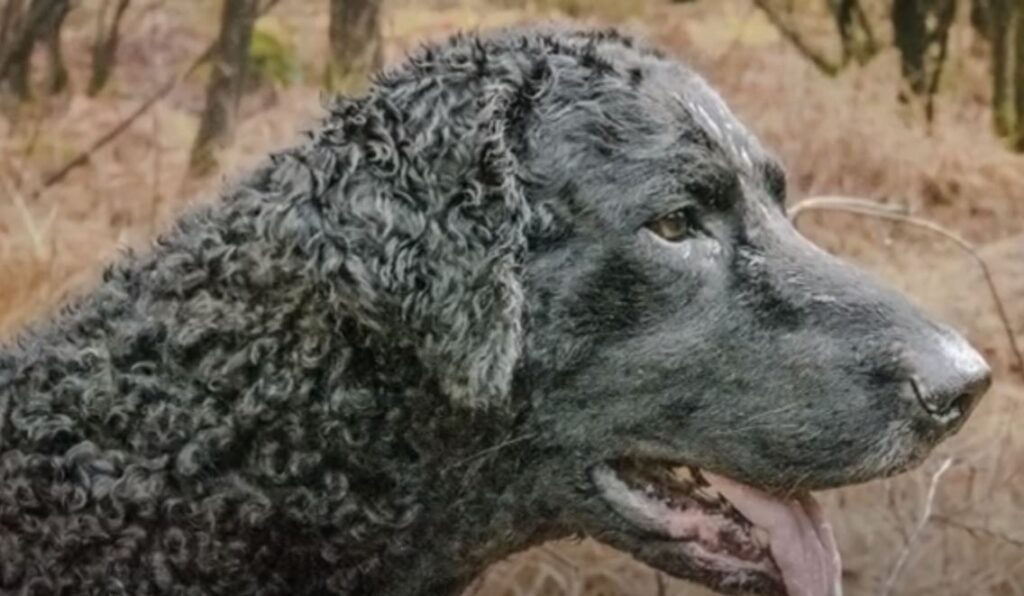 perro de caza cobrador-de pelo rizado