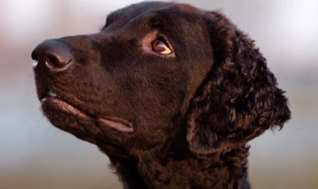 perro de caza cobrador de pelo rizado