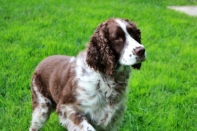 perro de caza english-springer-spaniel