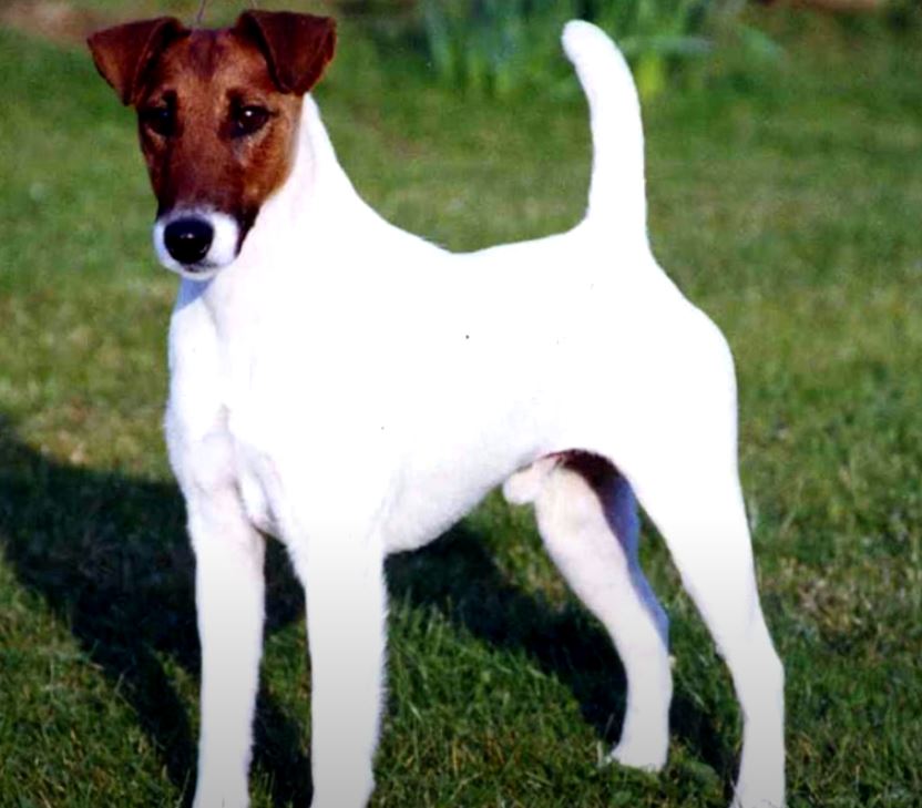 perro de caza fox terrier pelo liso