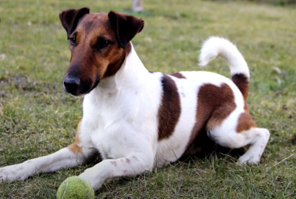 perro de caza fox terrier pelo-liso