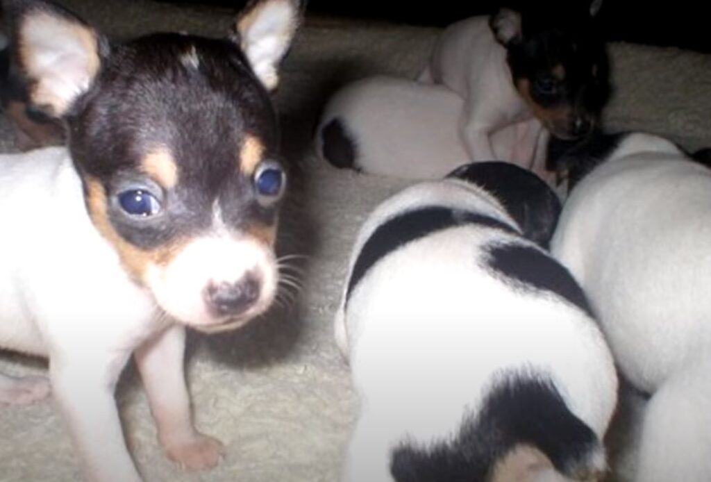 perro de caza fox terrier pelo liso cachorros