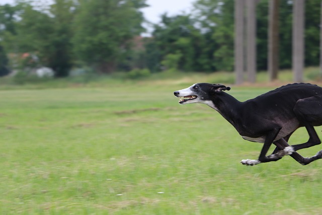 perro de caza galgo español corriendo