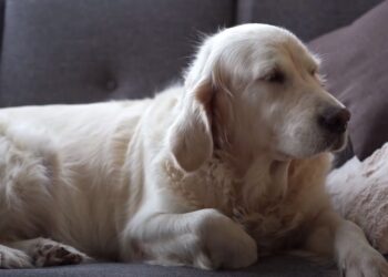 Cuidados Post Caza para los Inigualables Golden Retrievers