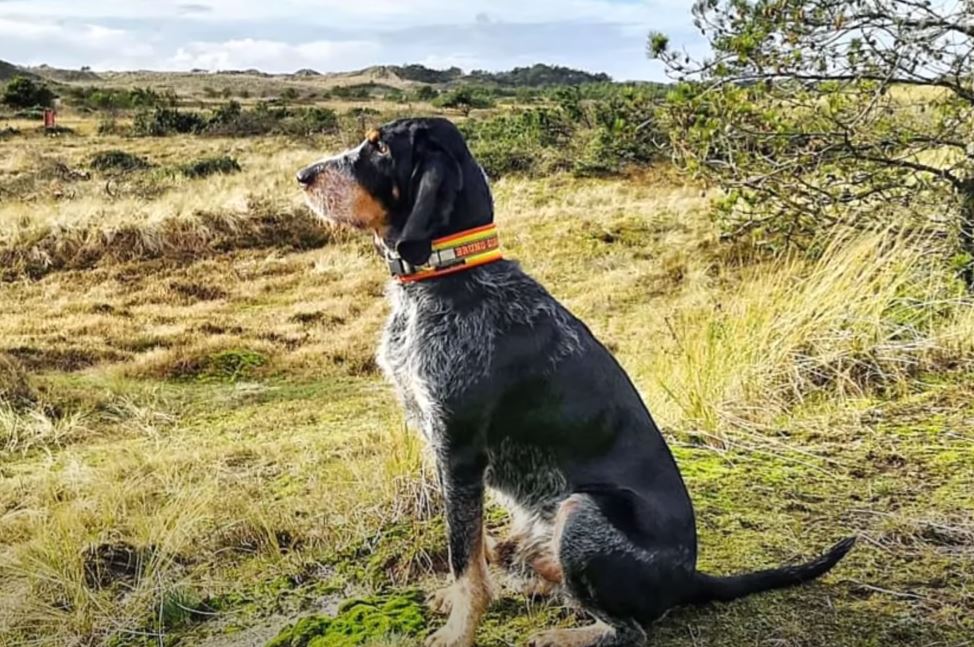 perro de caza grifon azul de gascuña