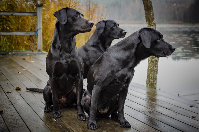 perro de caza labrador-retriever