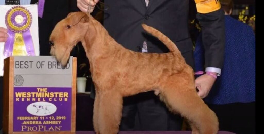 perro de caza lakeland-terrier