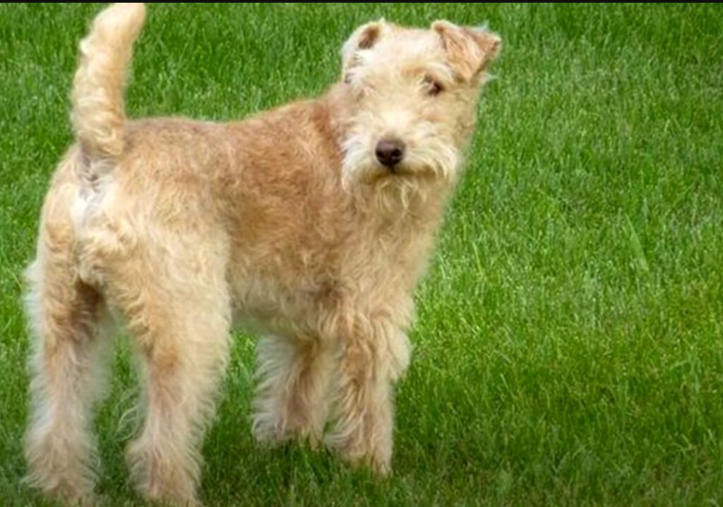 perro de caza-lakeland-terrier