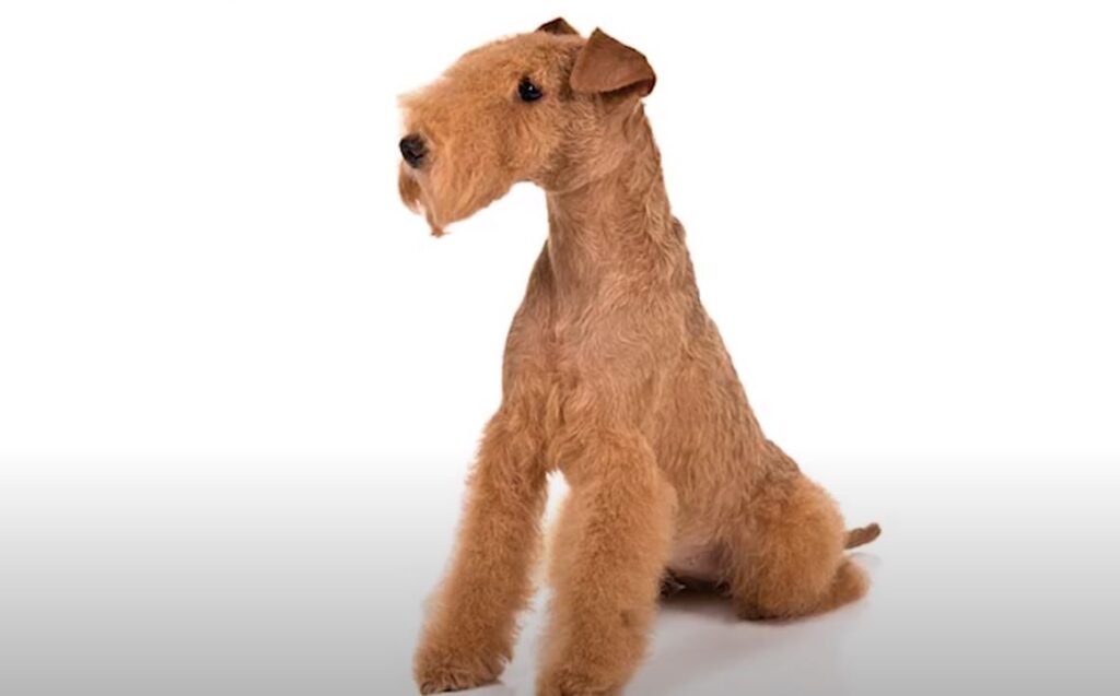 perro de caza lakeland terrier