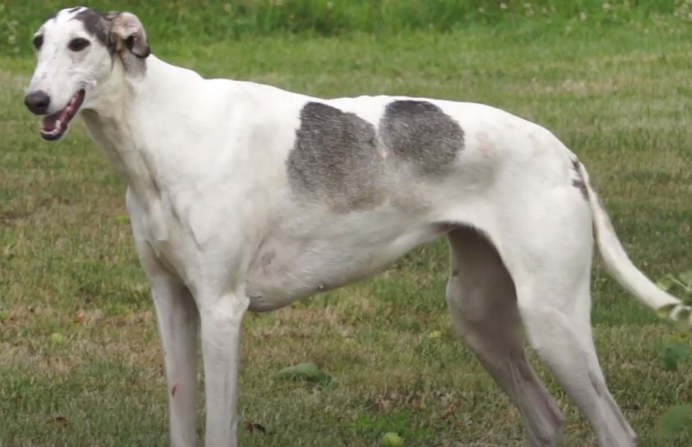 perro de caza lebrel polaco