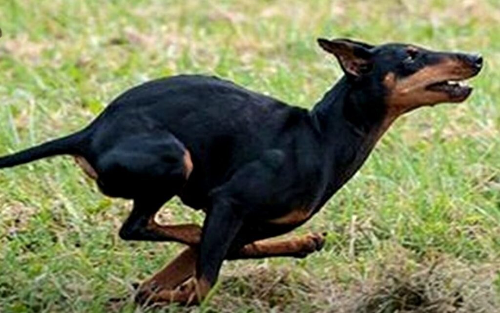 perro de caza manchester-terrier