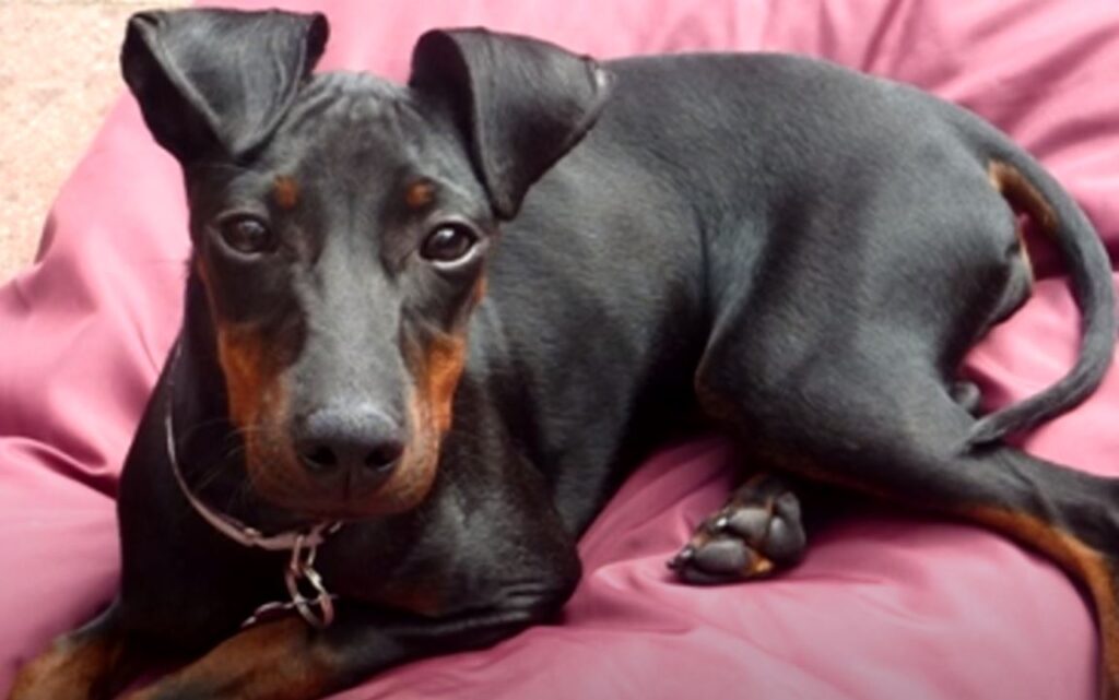 perro de caza manchester terrier