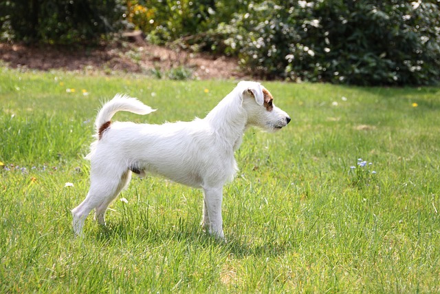 perro de caza parson-russell-terrier