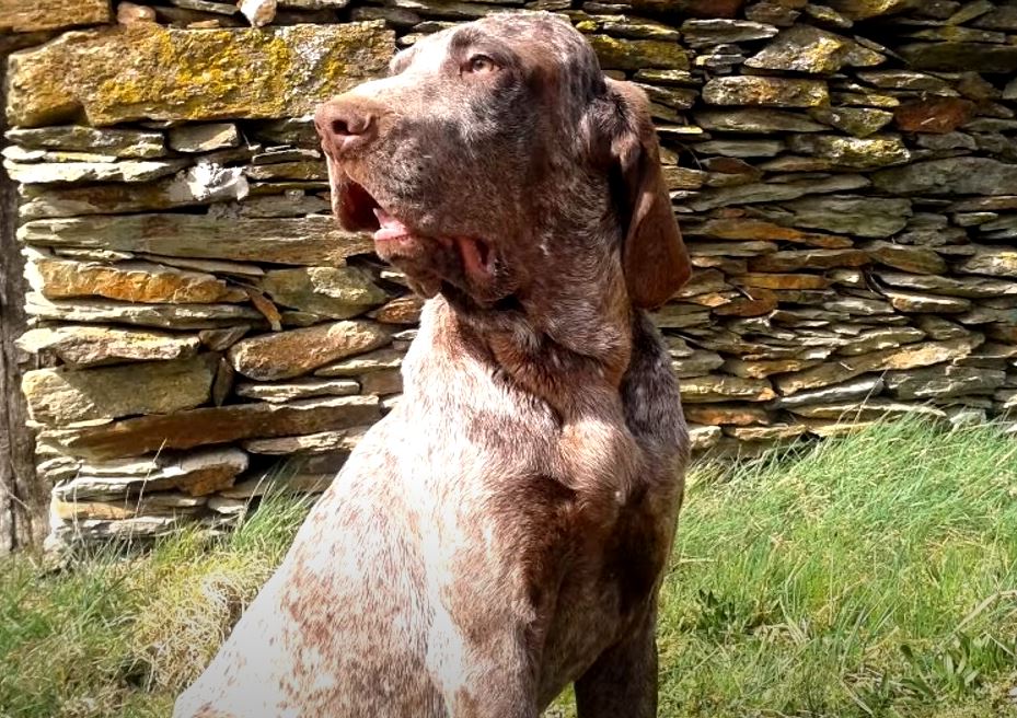 perro de caza perdiguero de burgos