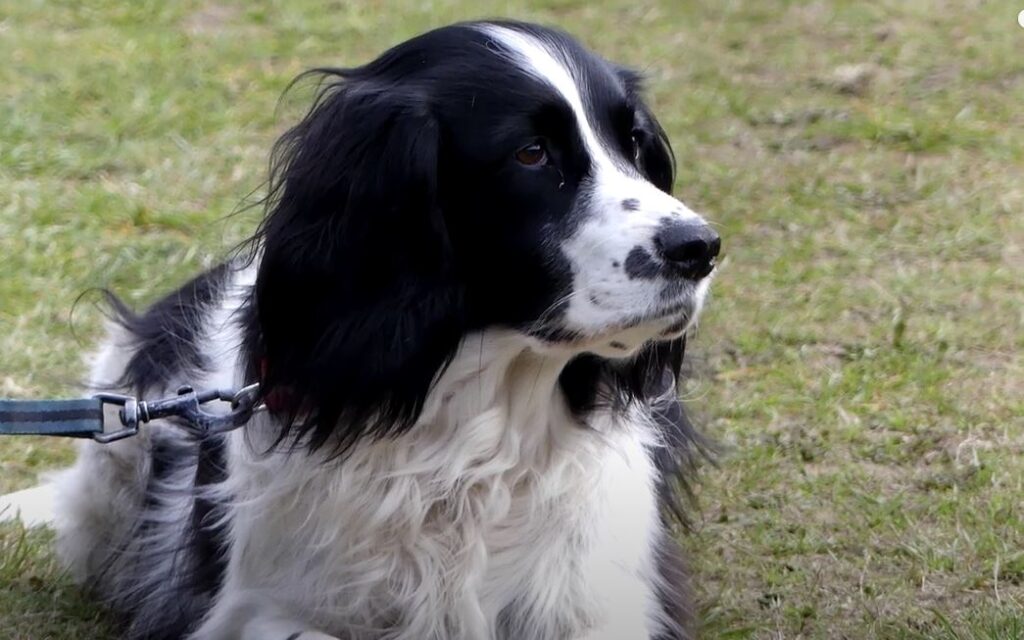 perro de caza perdiguero frison