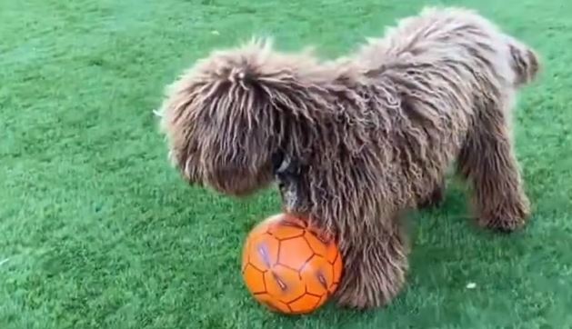 perro de caza perro de agua español