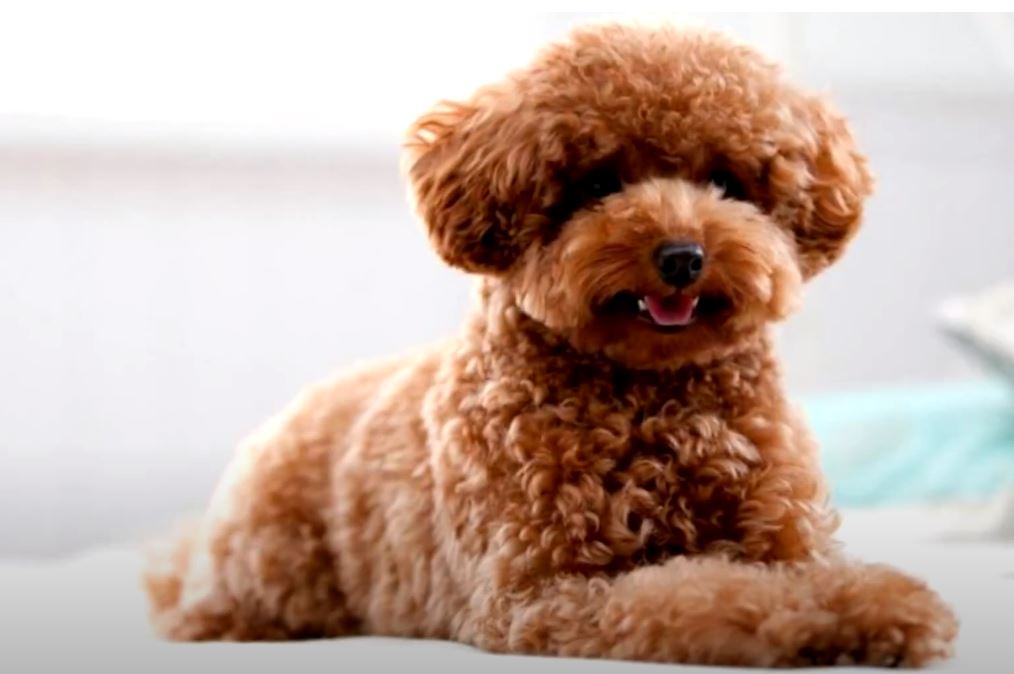 perro de caza perro de agua irlandes cachorro