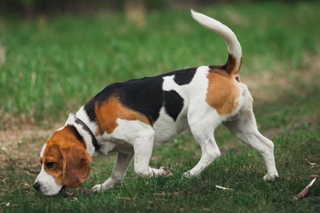 perro de caza rastro