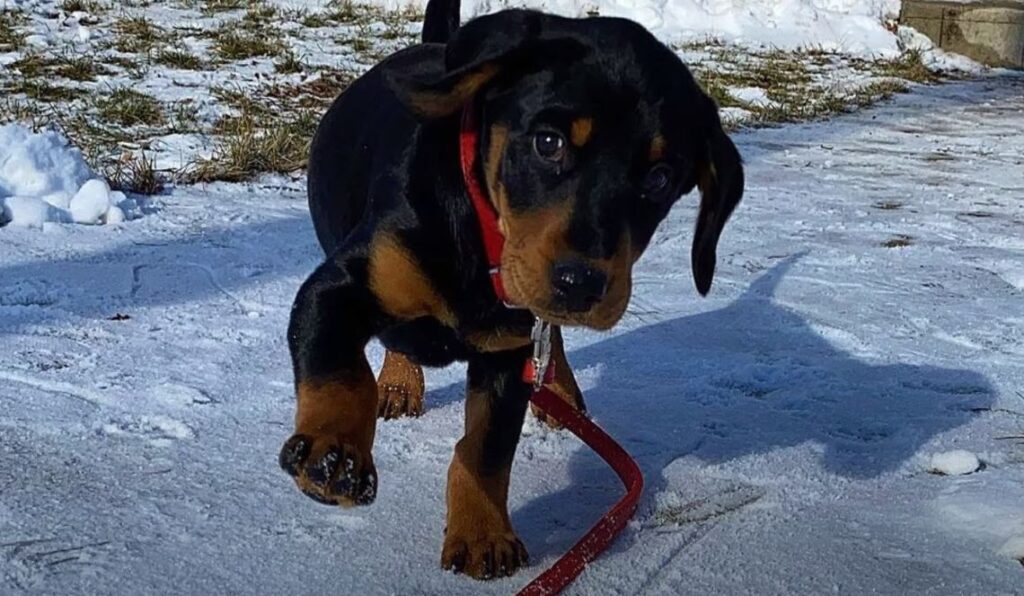 perro de caza-sabueso eslovaco cachorro