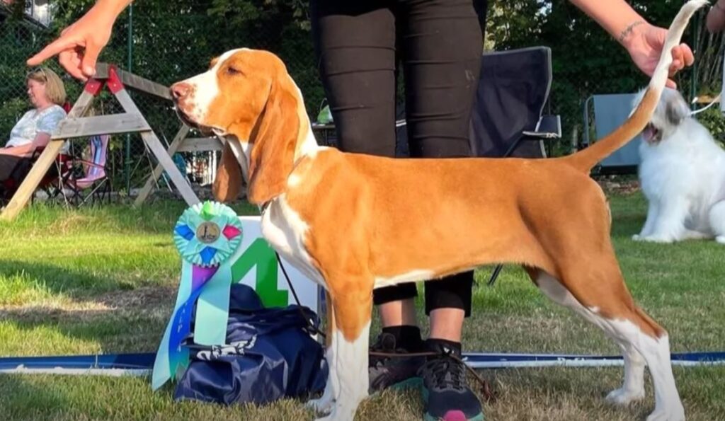 perro de caza sabueso español