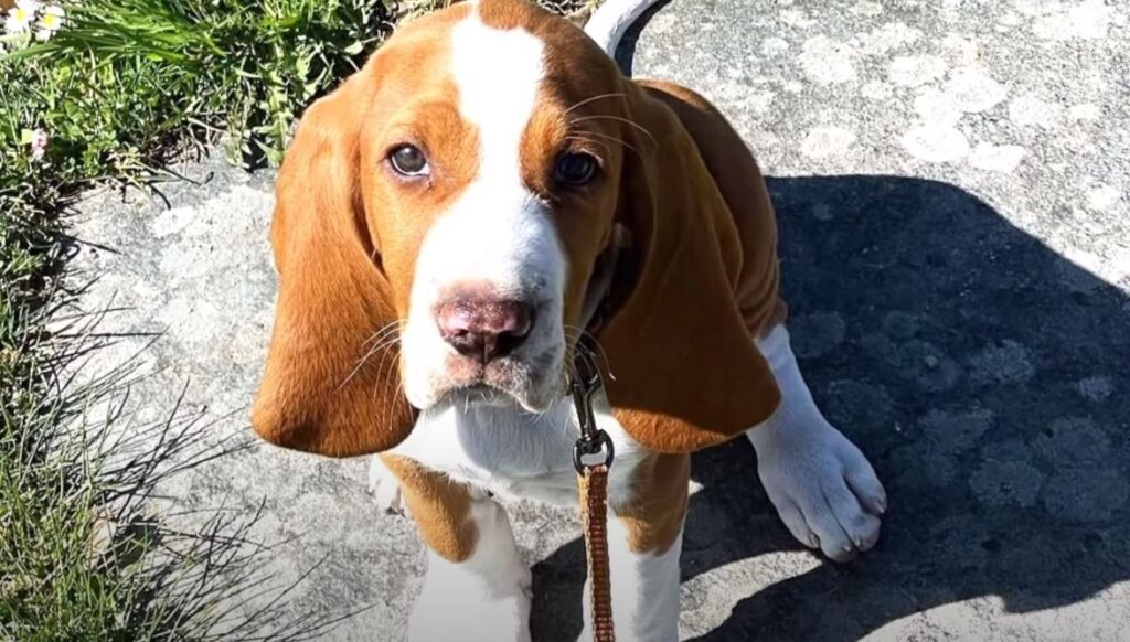 perro de caza sabueso español