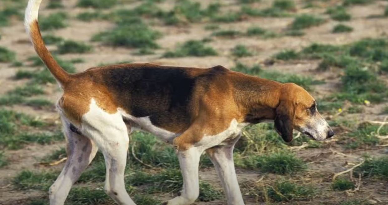 perro de caza Sabueso francés tricolor