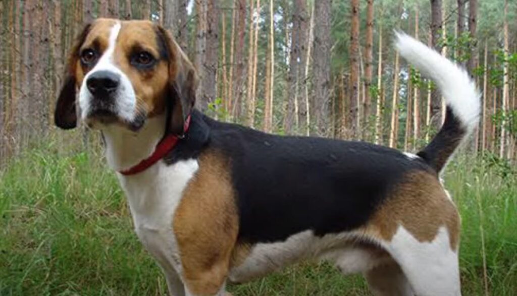 perro de caza sabueso frances tricolor