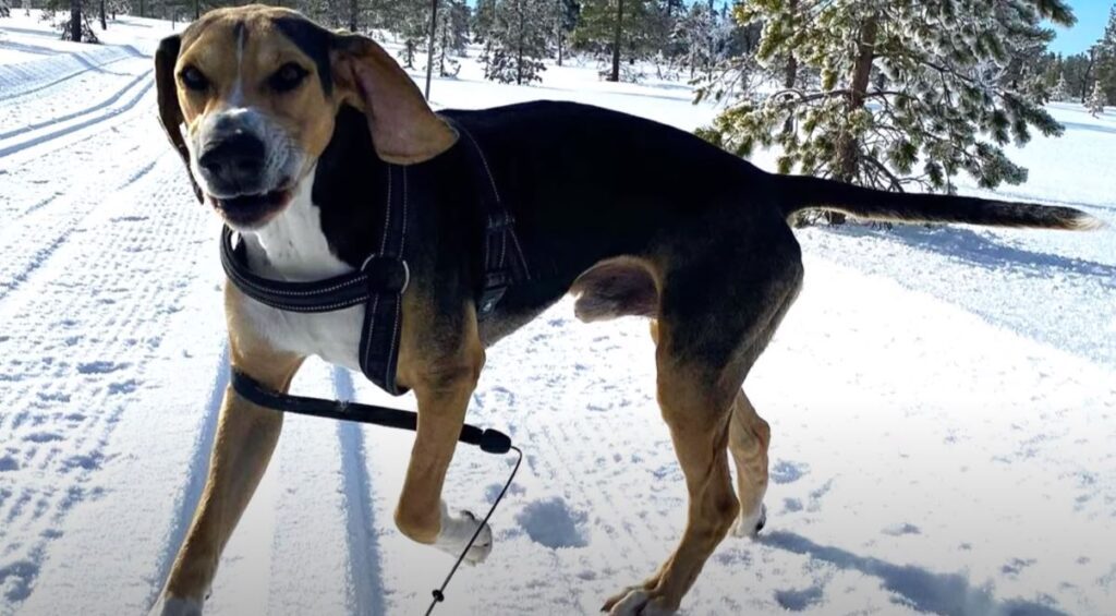 perro de caza sabueso noruego