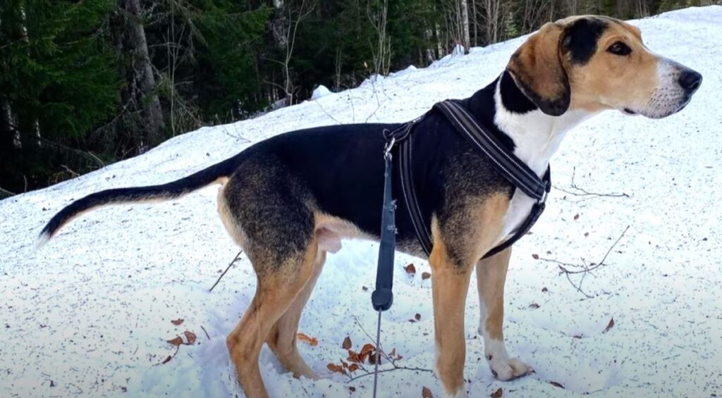 perro de caza sabueso noruego